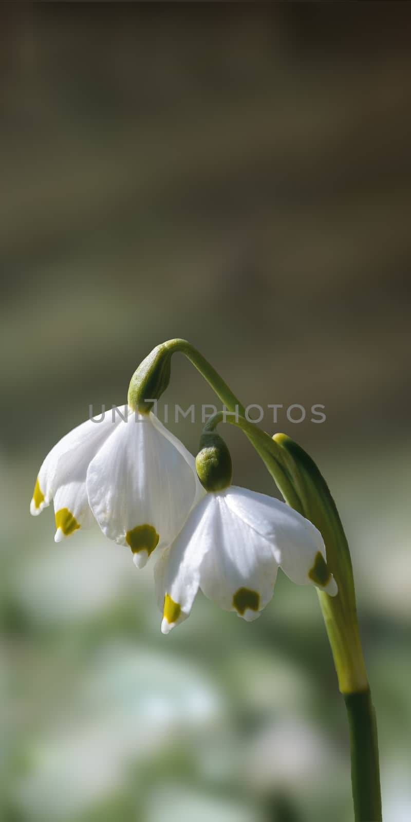 a soft flower blossom in a nature garden