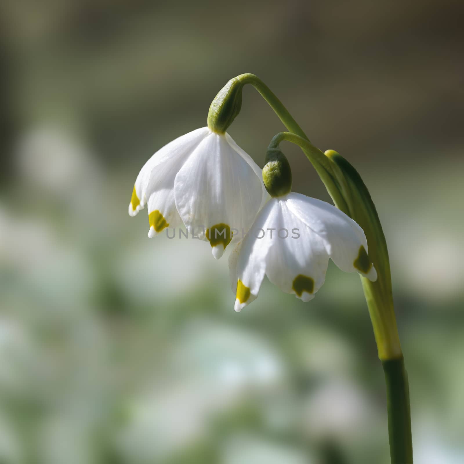 a soft flower blossom in a nature garden