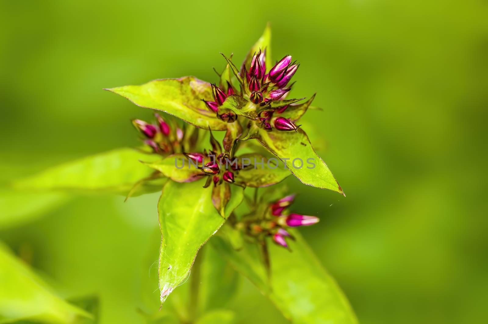 soft flower blossom in a nature garden