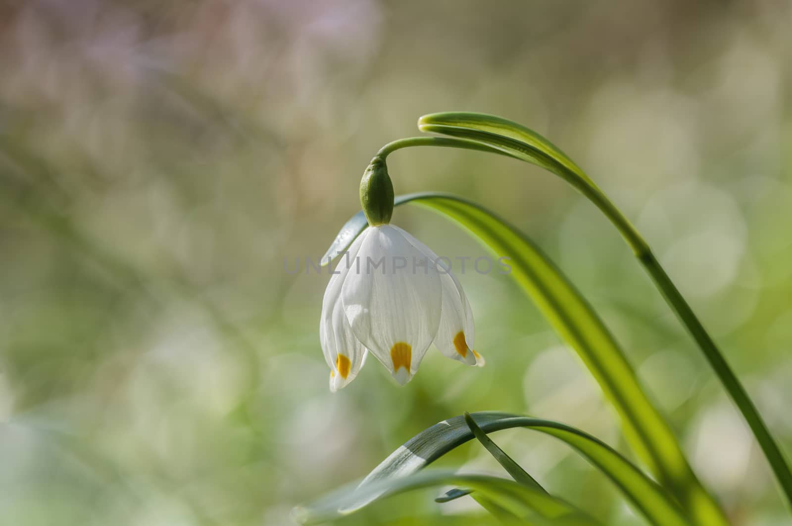 a soft flower blossom in a nature garden by mario_plechaty_photography