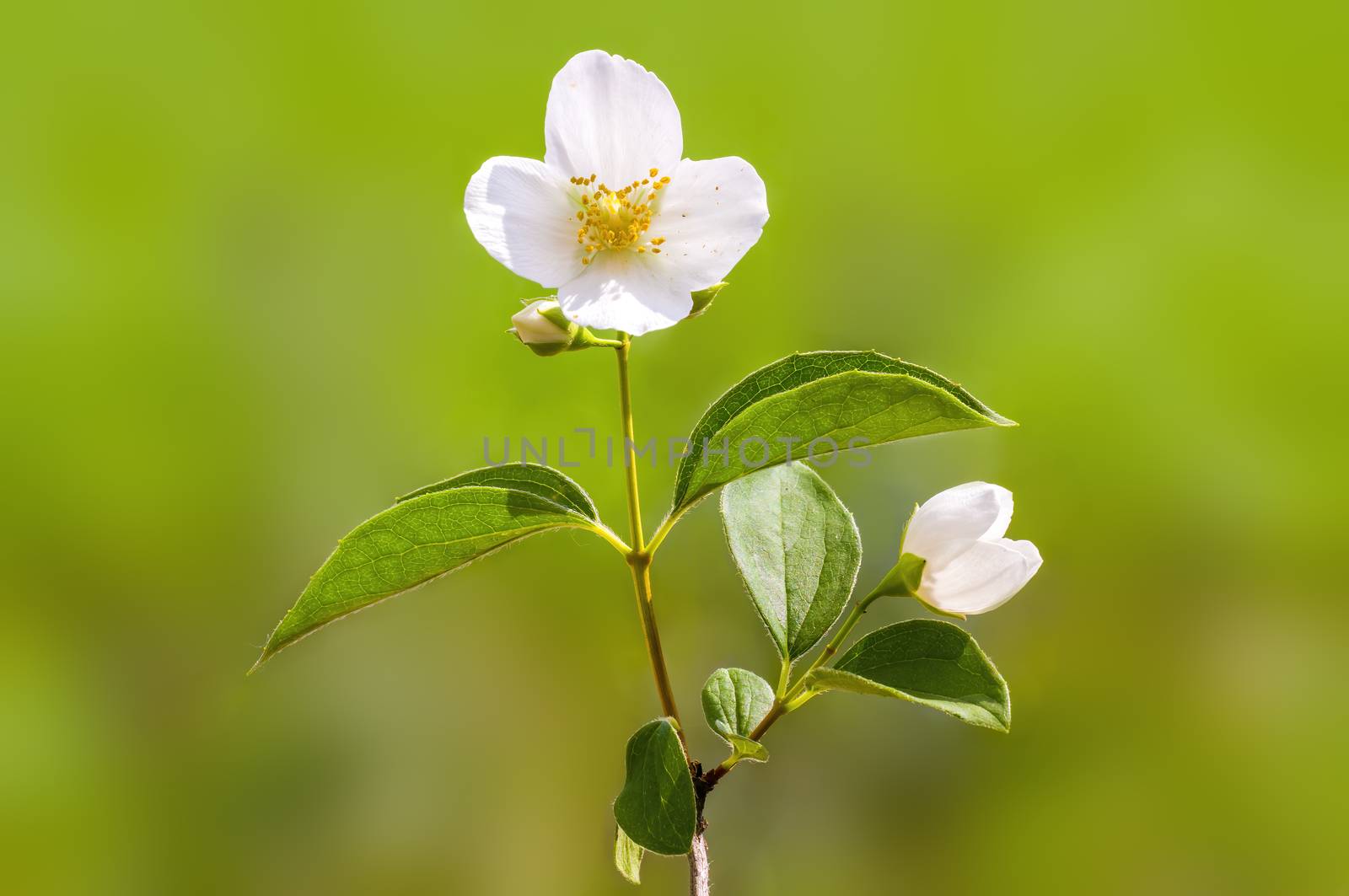 soft flower blossom in a nature garden