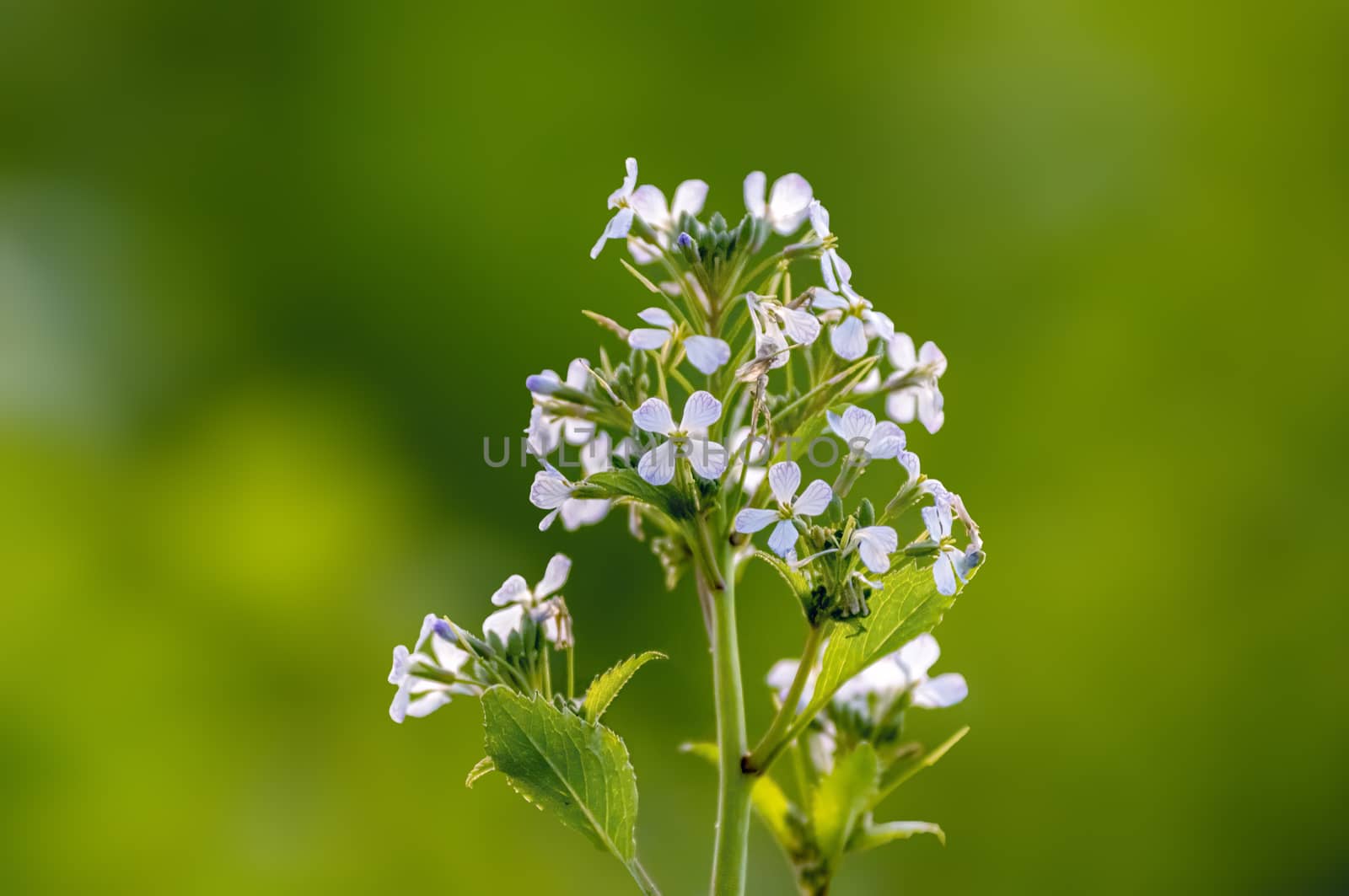 a soft flower blossom in a nature garden