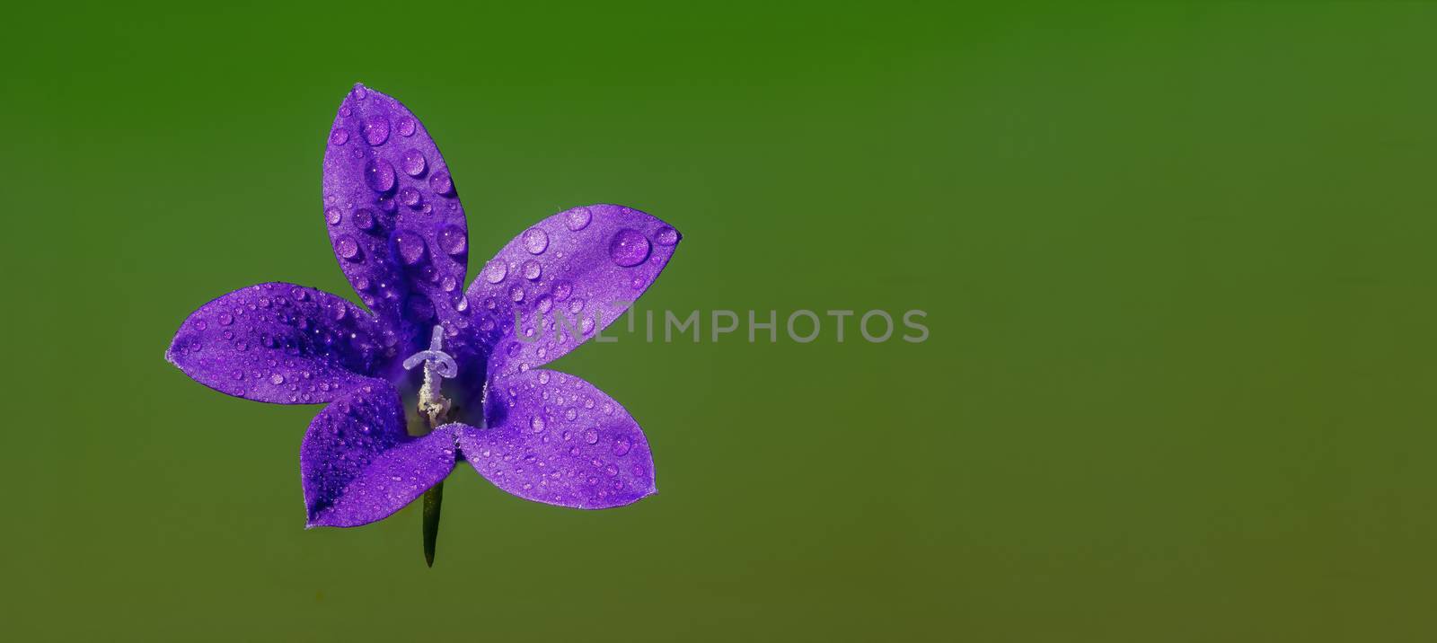 a soft flower blossom in a nature garden