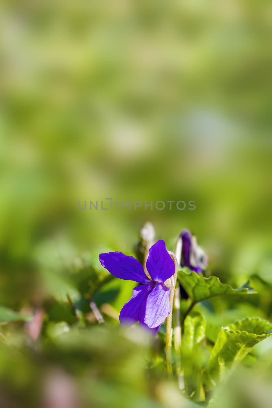 a soft flower blossom in a nature garden