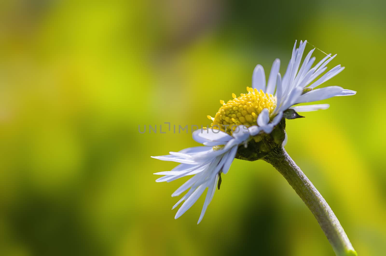 a soft flower blossom in a nature garden by mario_plechaty_photography