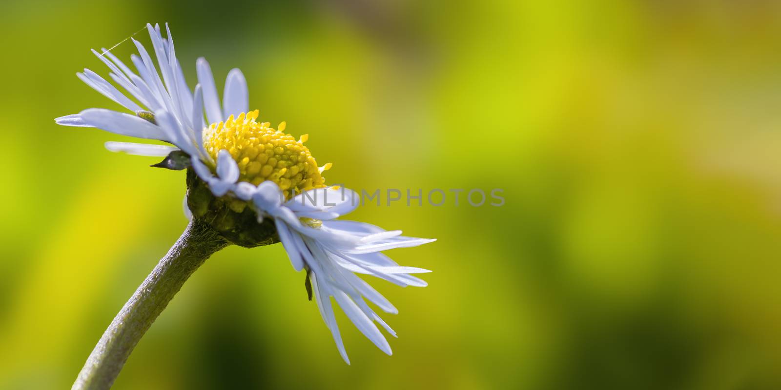 a soft flower blossom in a nature garden by mario_plechaty_photography