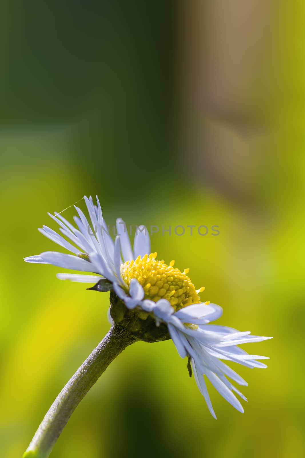 a soft flower blossom in a nature garden