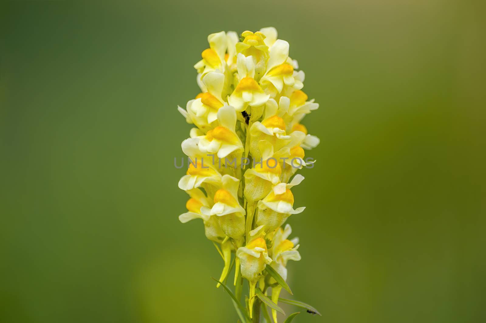 soft flower blossom in a nature garden