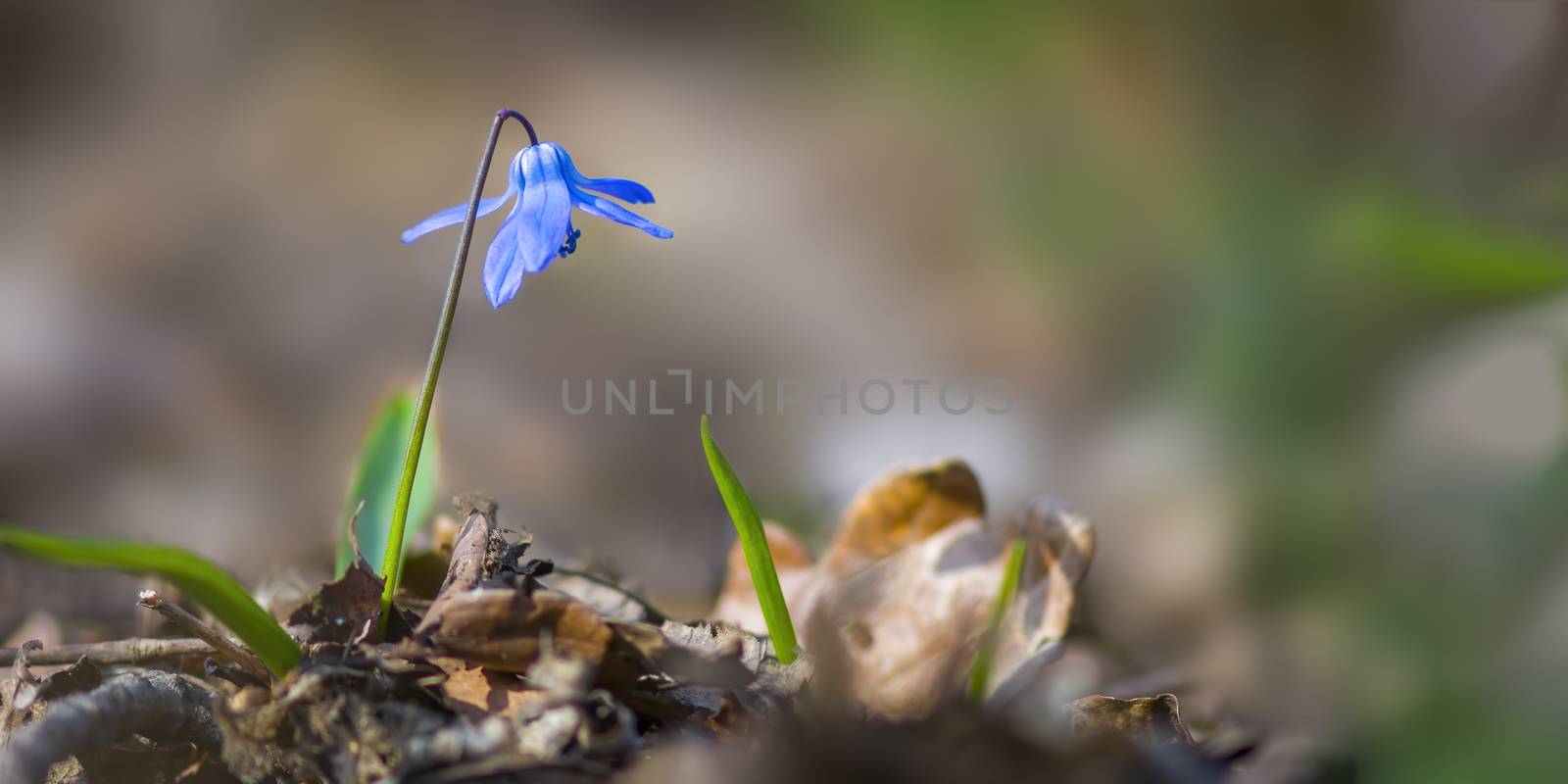 a soft flower blossom in a nature garden