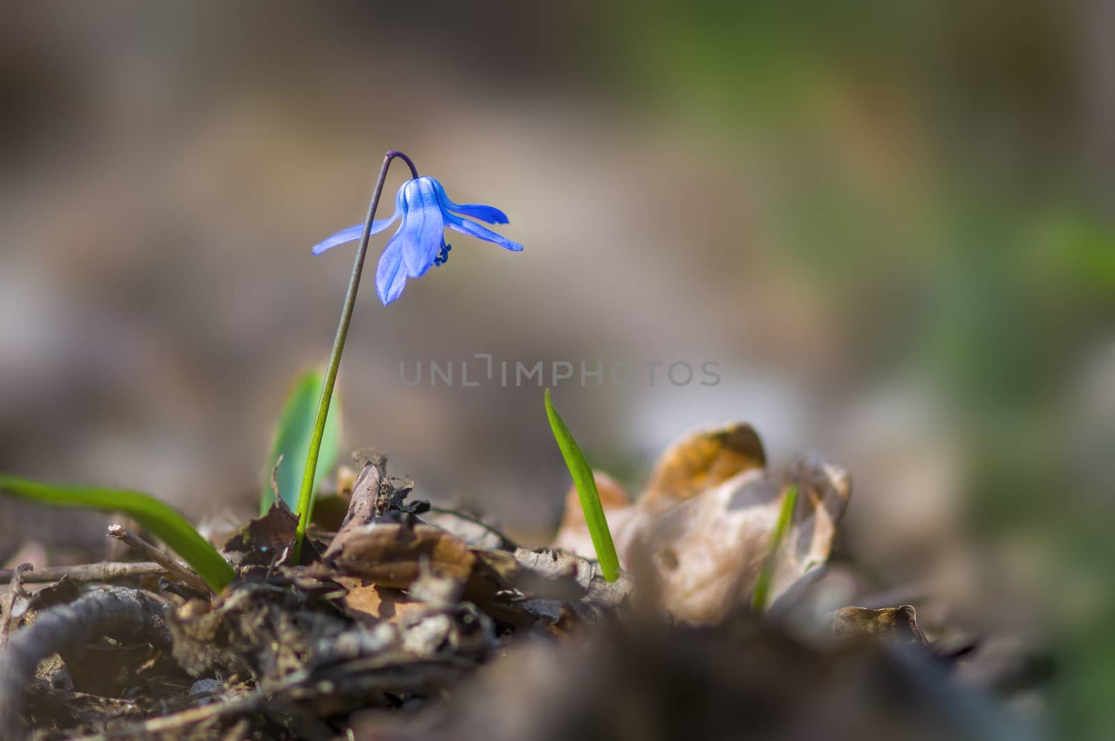 a soft flower blossom in a nature garden