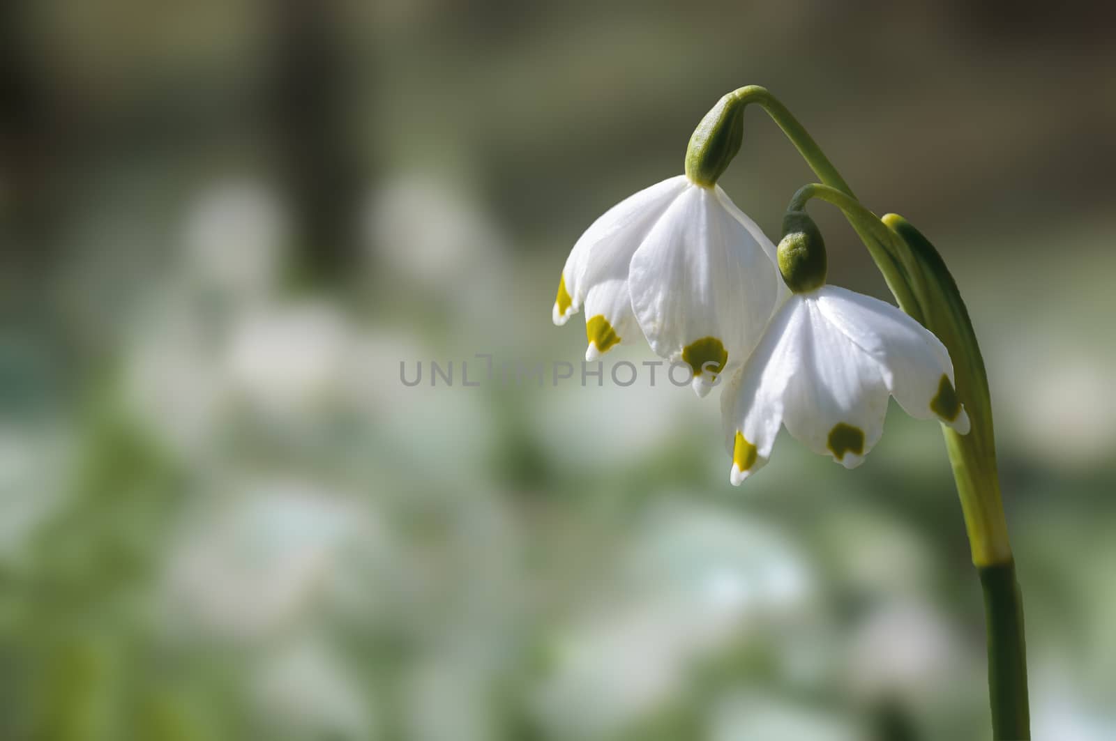 a soft flower blossom in a nature garden