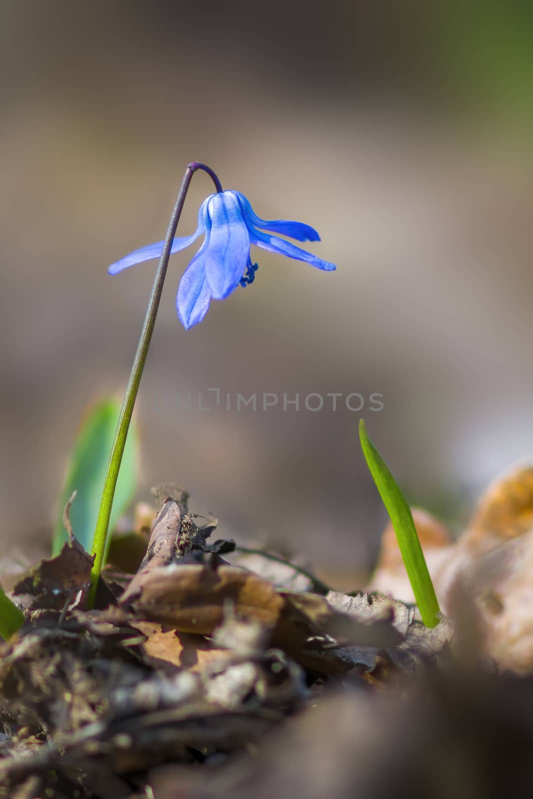 a soft flower blossom in a nature garden