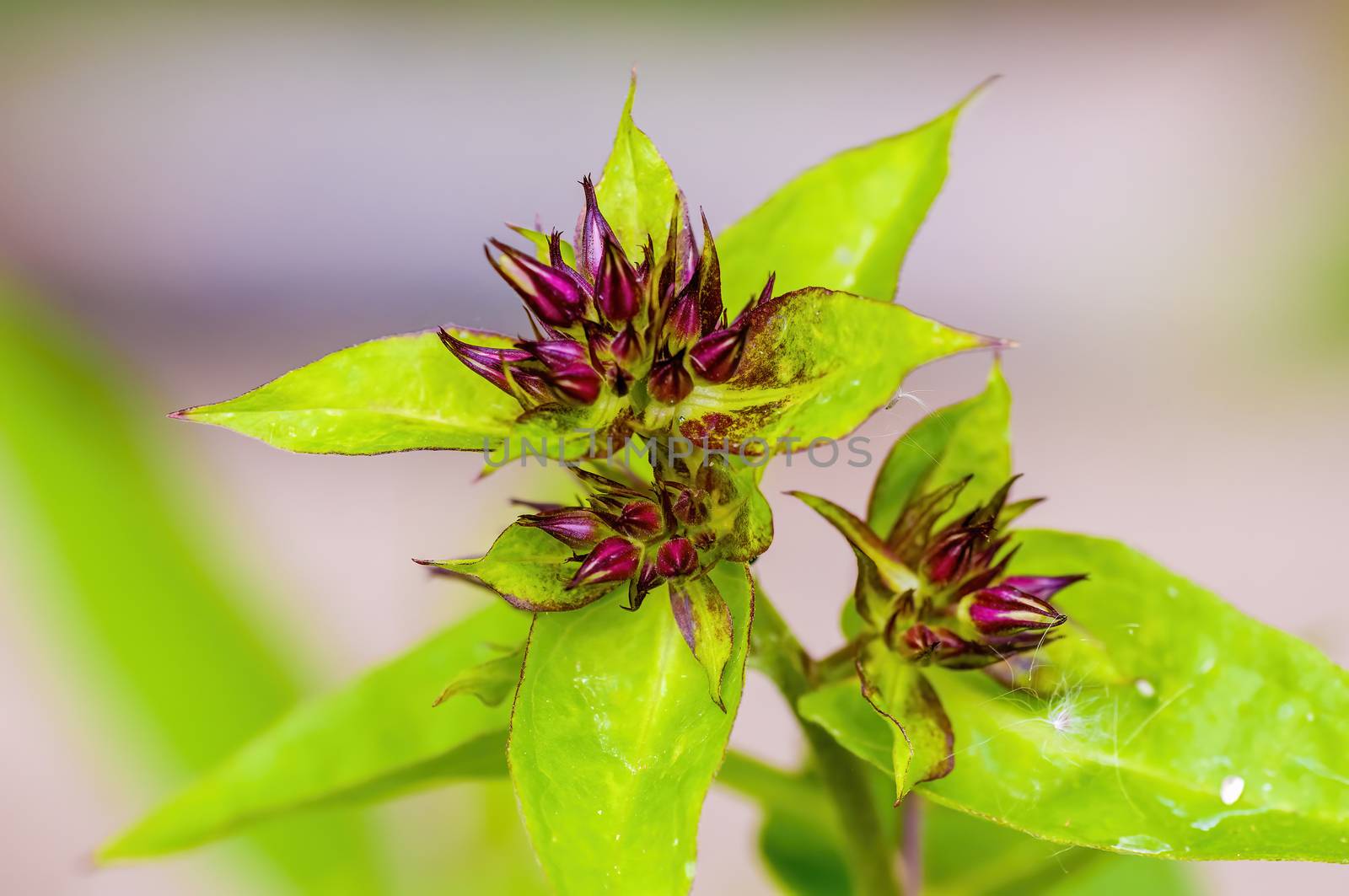 a soft flower blossom in a nature garden by mario_plechaty_photography