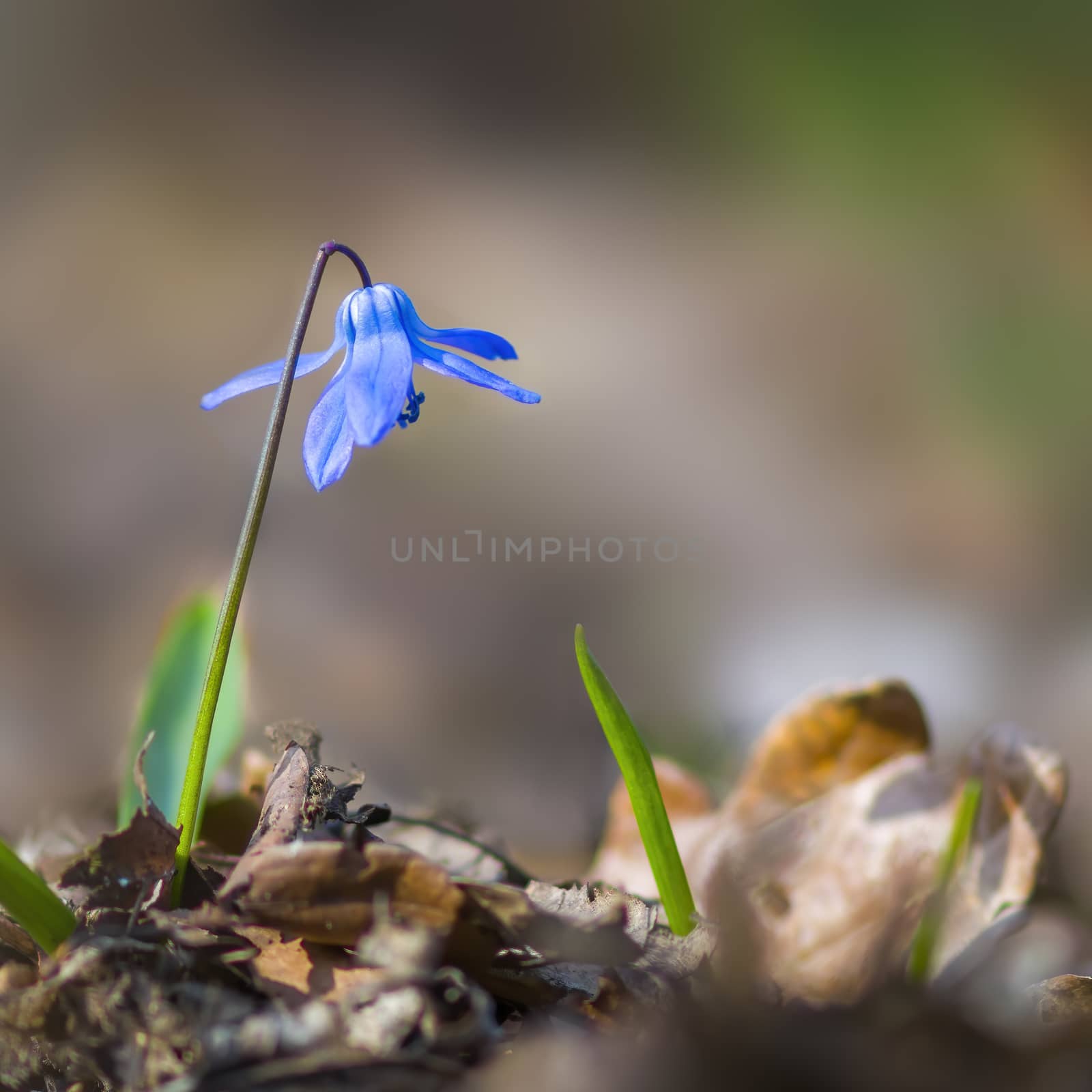 a soft flower blossom in a nature garden