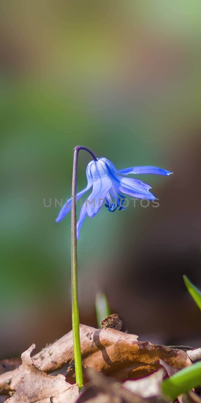 a soft flower blossom in a nature garden