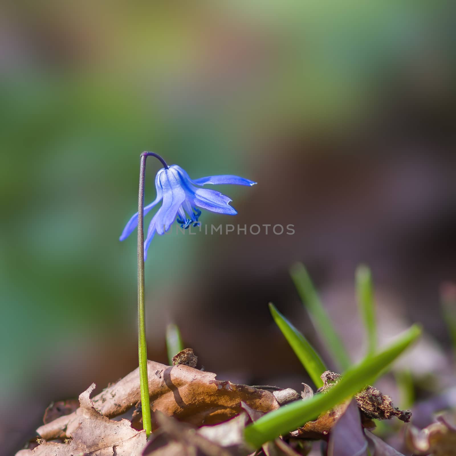 a soft flower blossom in a nature garden