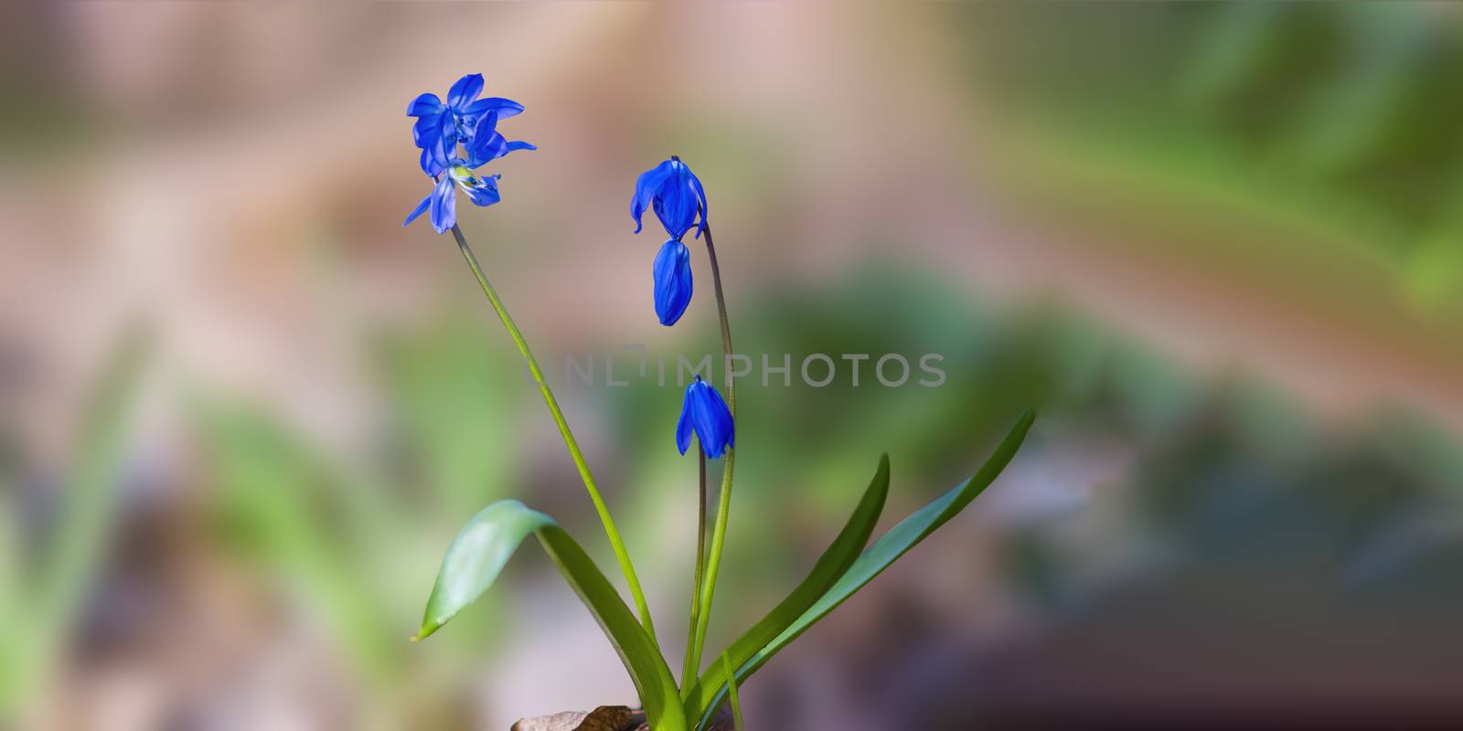 a soft flower blossom in a nature garden