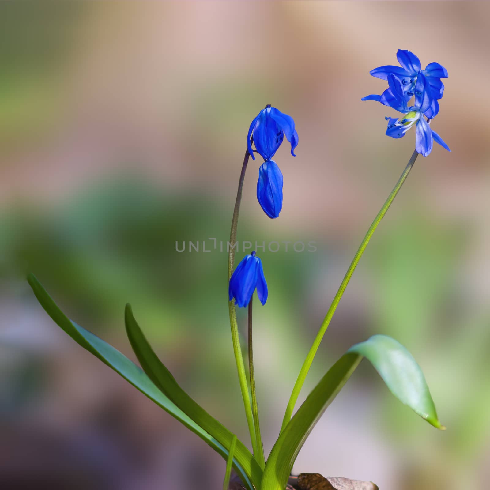 a soft flower blossom in a nature garden by mario_plechaty_photography