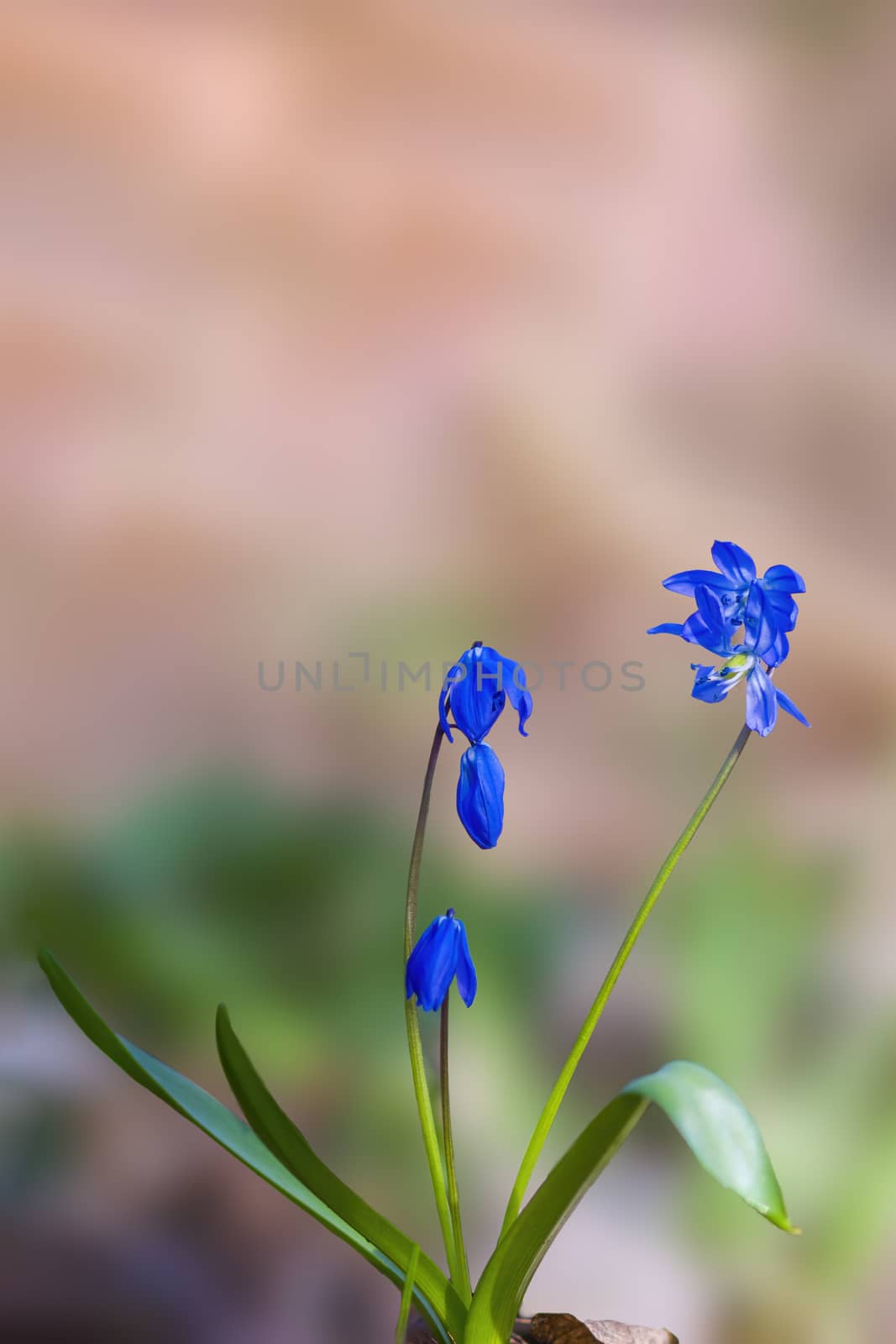 a soft flower blossom in a nature garden