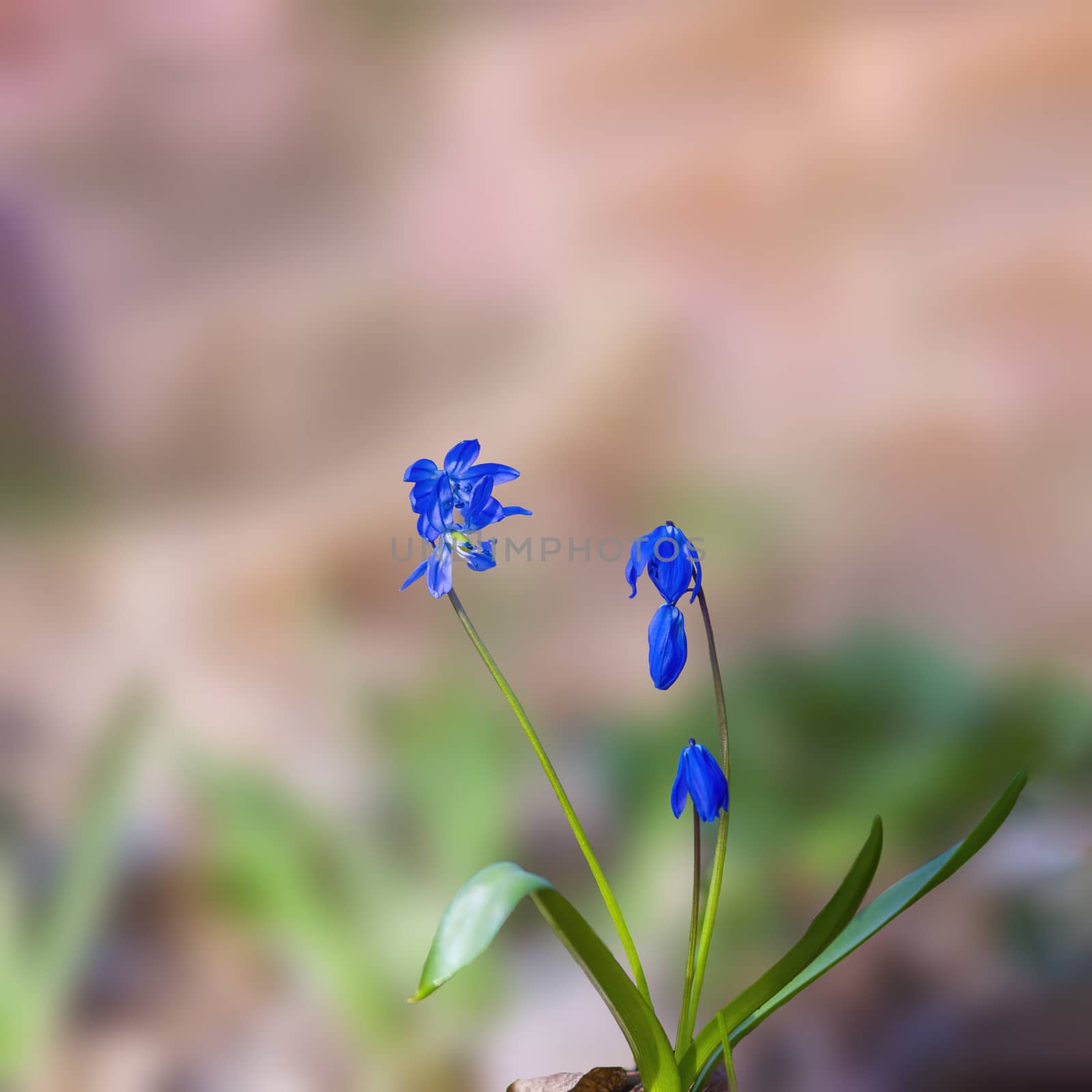 a soft flower blossom in a nature garden