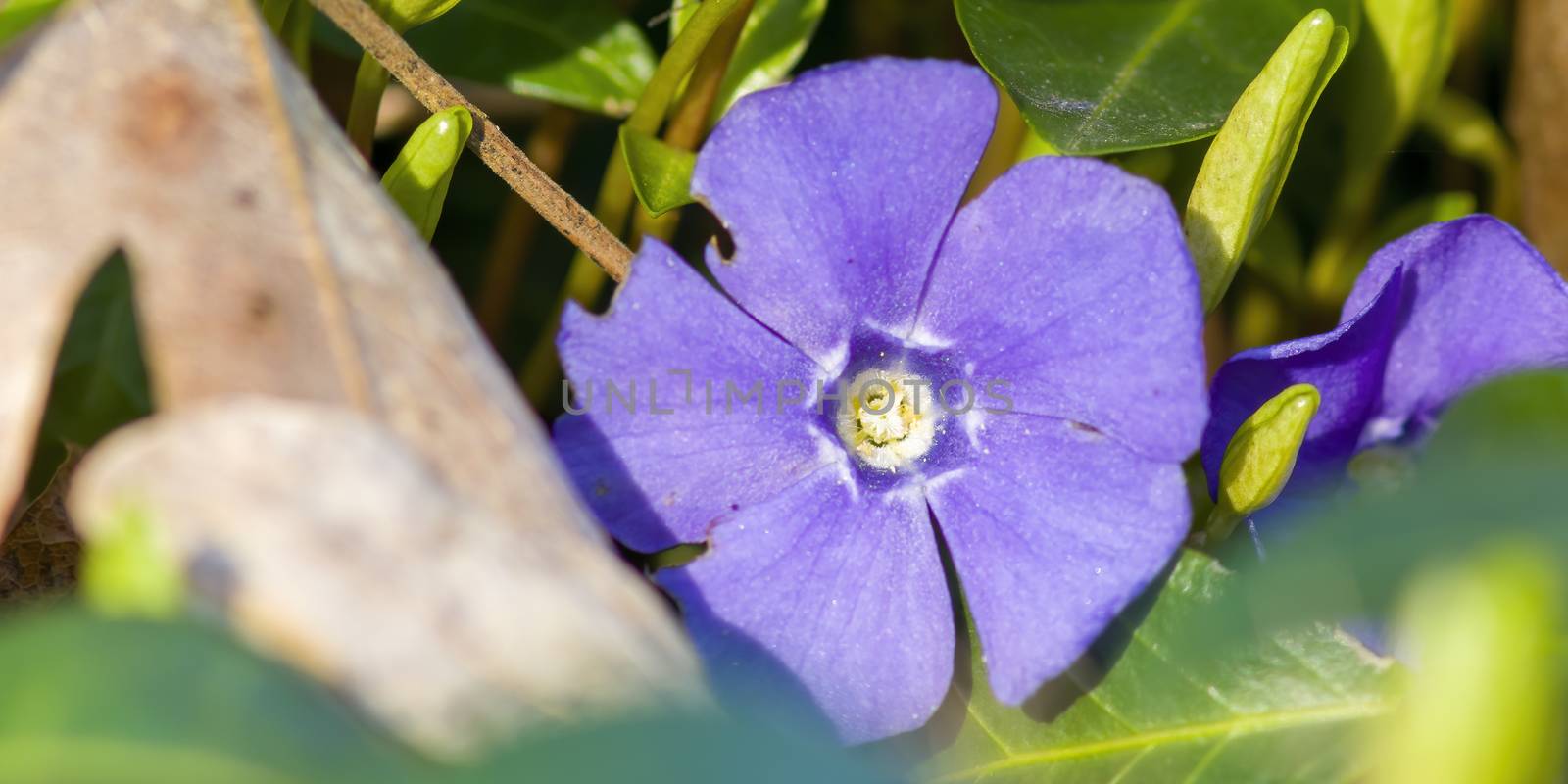 a soft flower blossom in a nature garden by mario_plechaty_photography