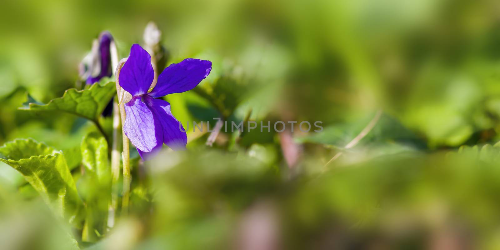 a soft flower blossom in a nature garden