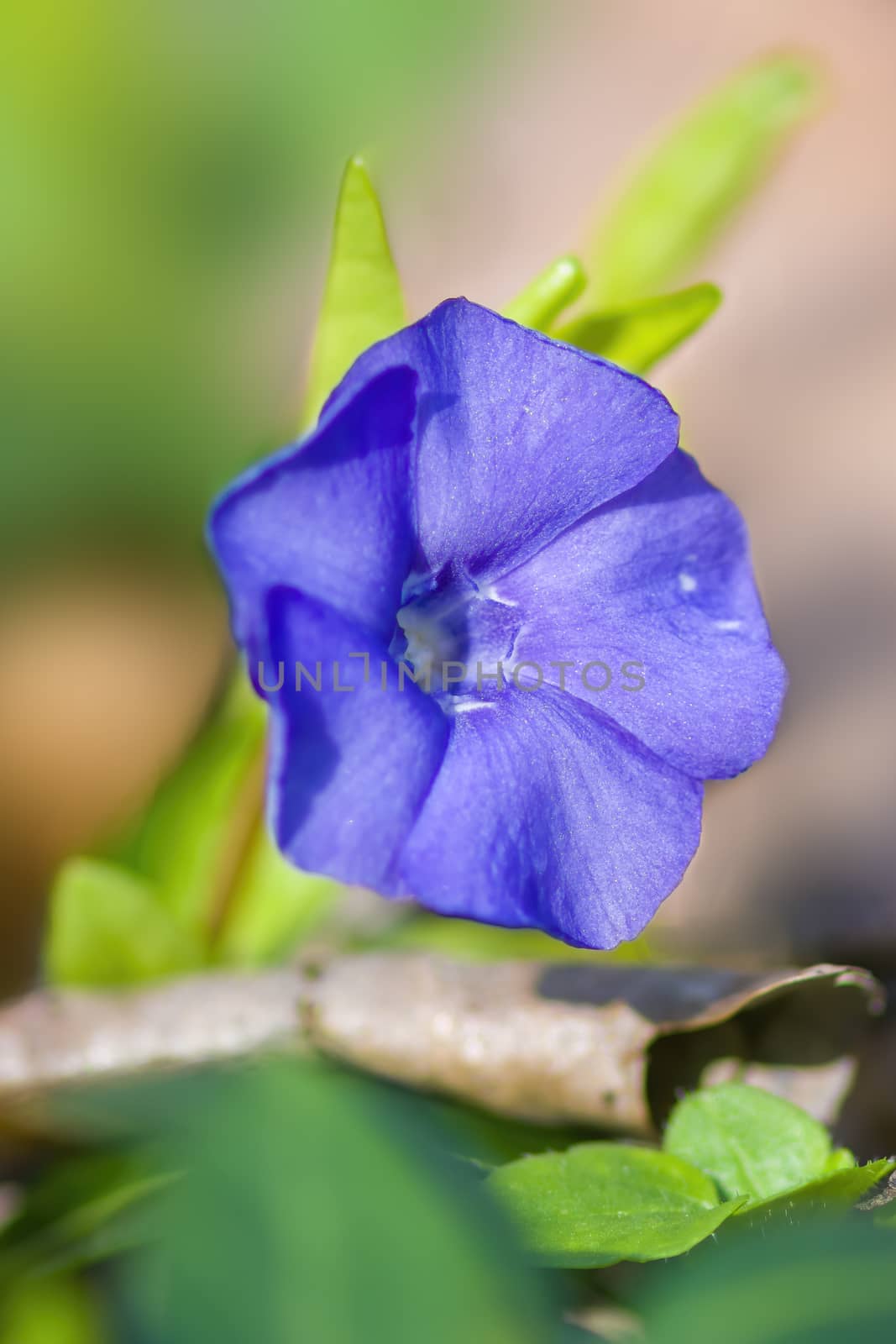a soft flower blossom in a nature garden
