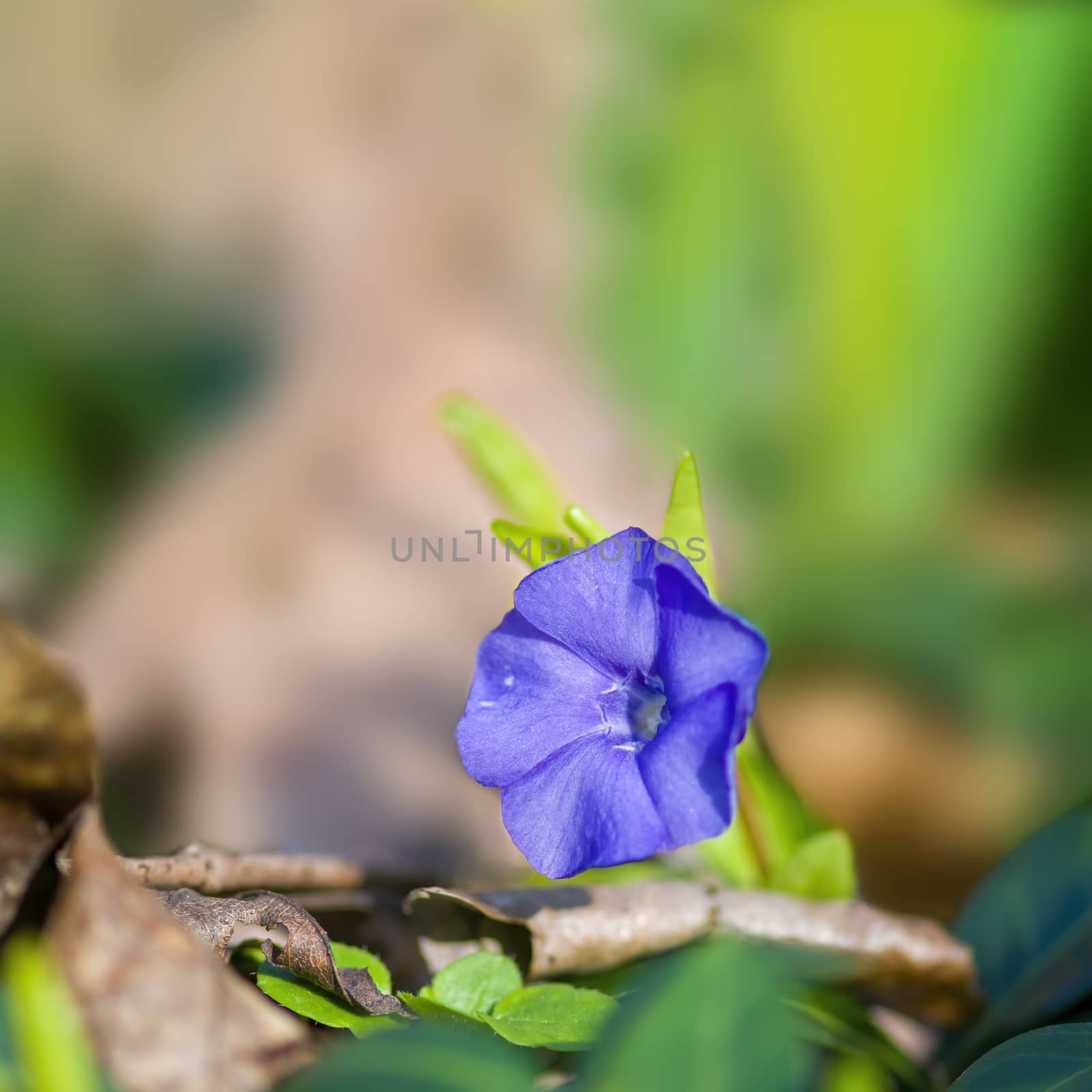 a soft flower blossom in a nature garden by mario_plechaty_photography