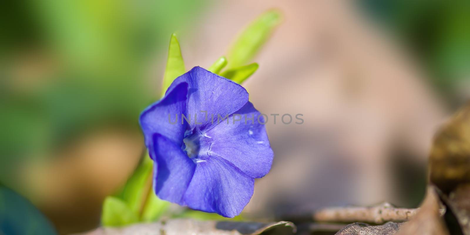 soft flower blossom in a nature garden