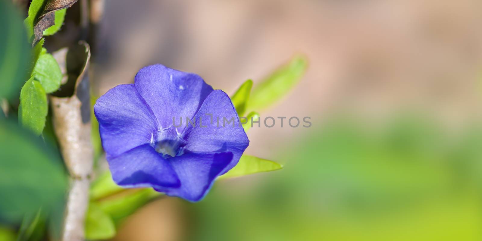 soft flower blossom in a nature garden