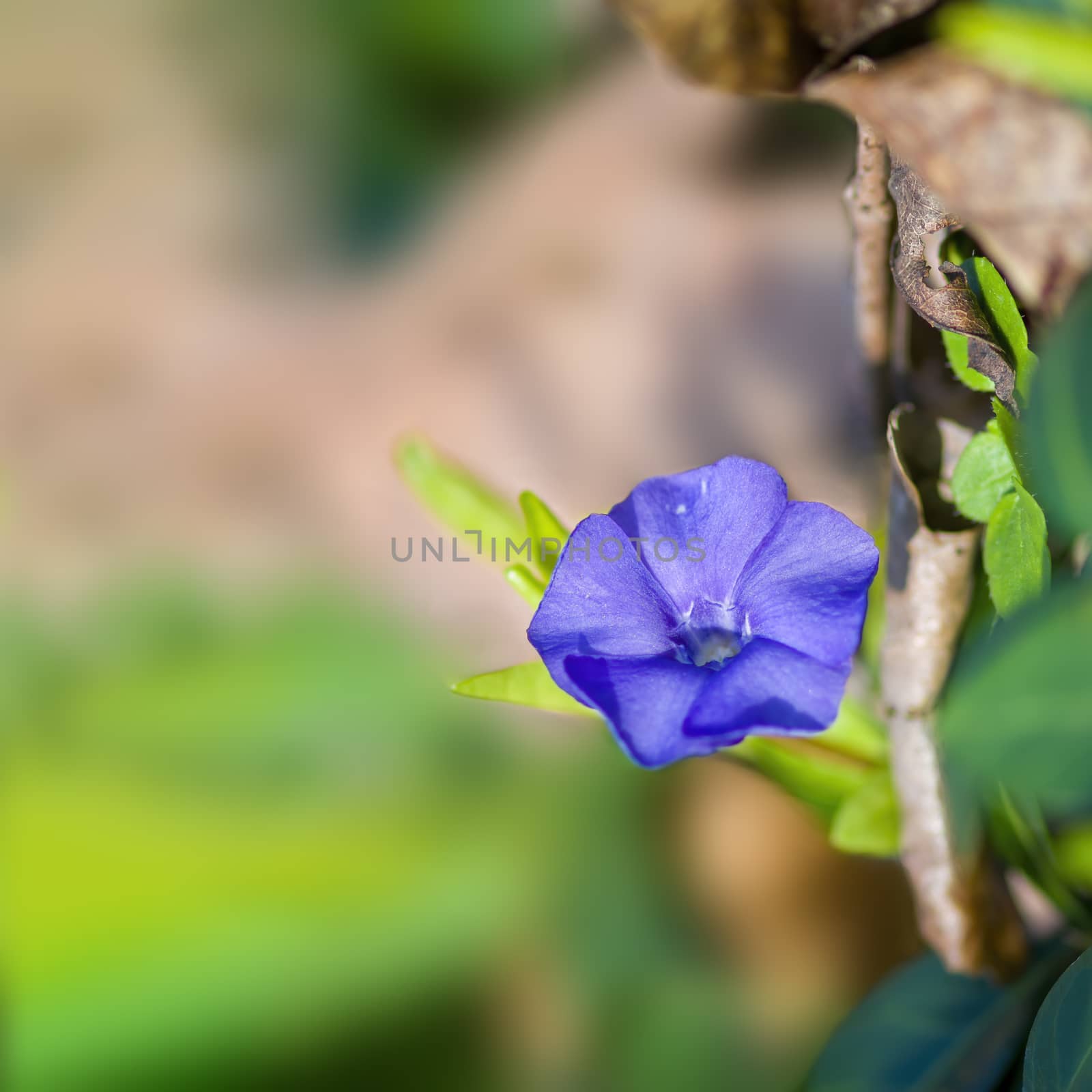 a soft flower blossom in a nature garden by mario_plechaty_photography