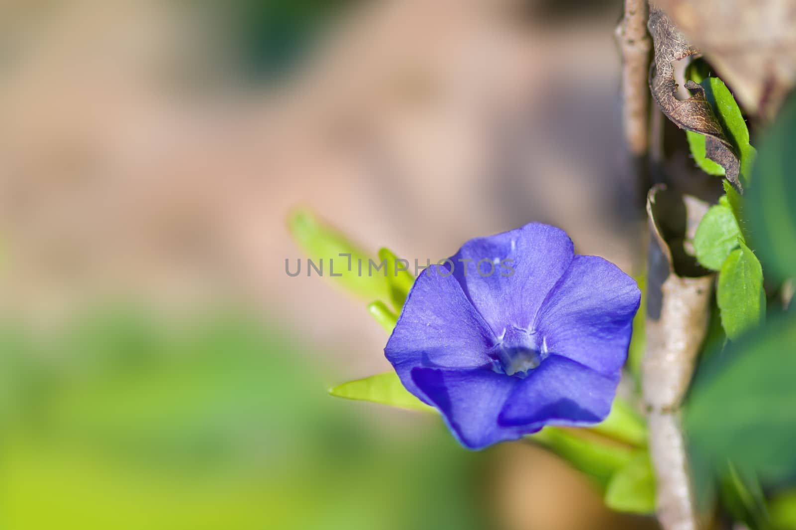 soft flower blossom in a nature garden
