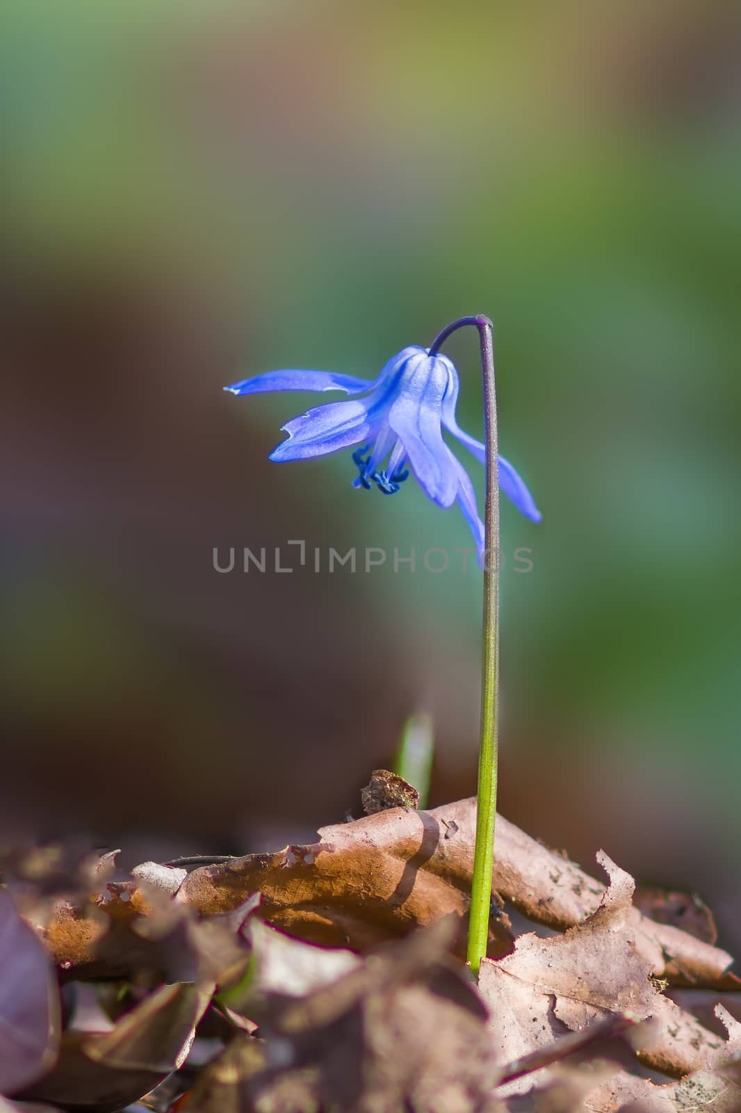soft flower blossom in a nature garden