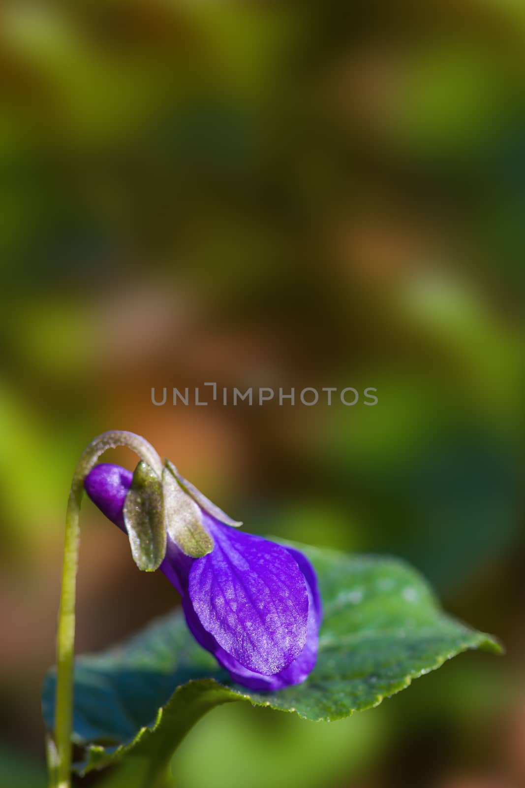 soft flower blossom in a nature garden