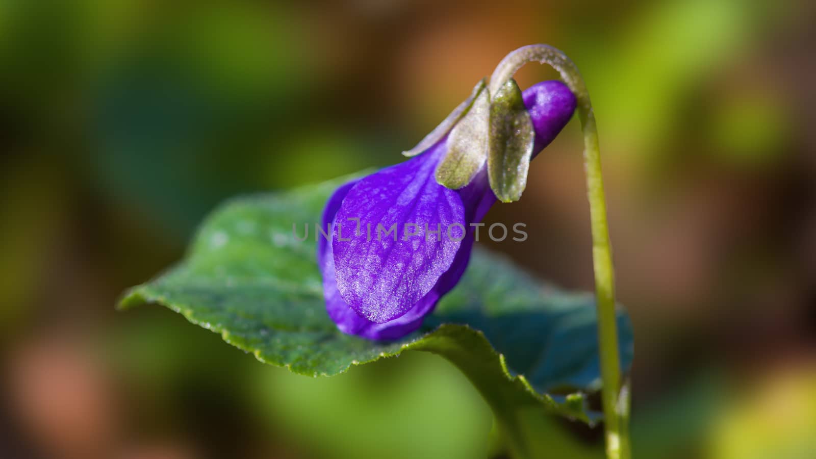 soft flower blossom in a nature garden