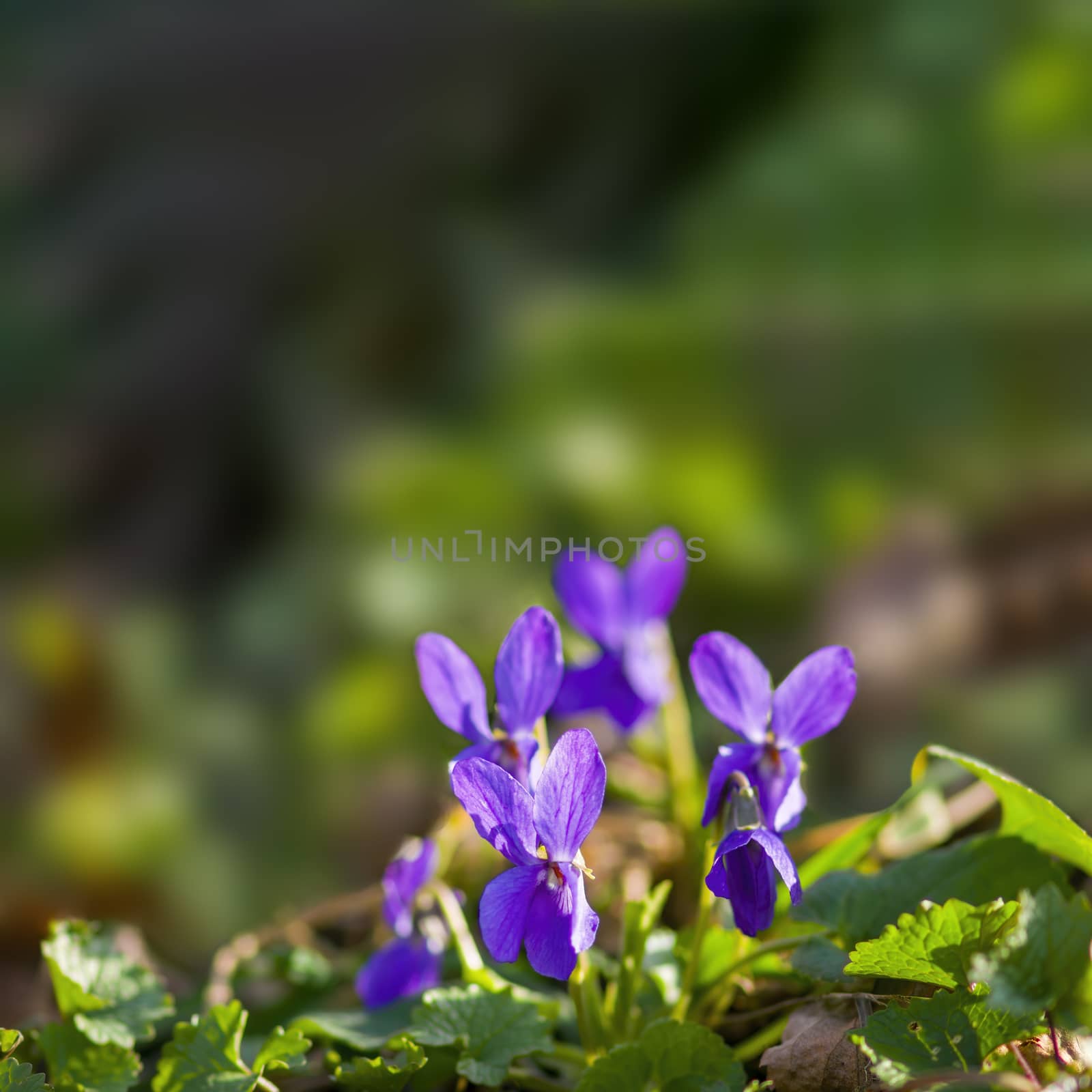 a soft flower blossom in a nature garden