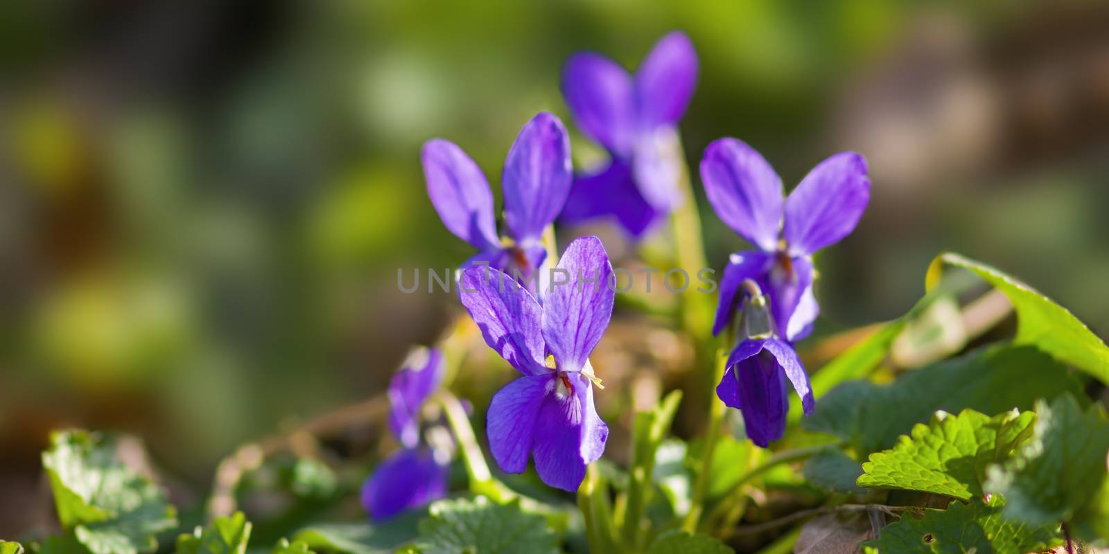 a soft flower blossom in a nature garden by mario_plechaty_photography