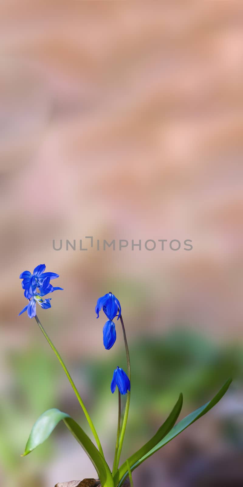 soft flower blossom in a nature garden