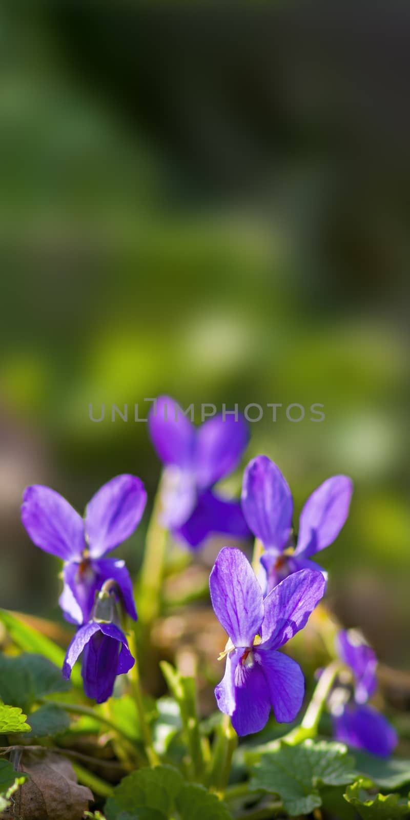 soft flower blossom in a nature garden