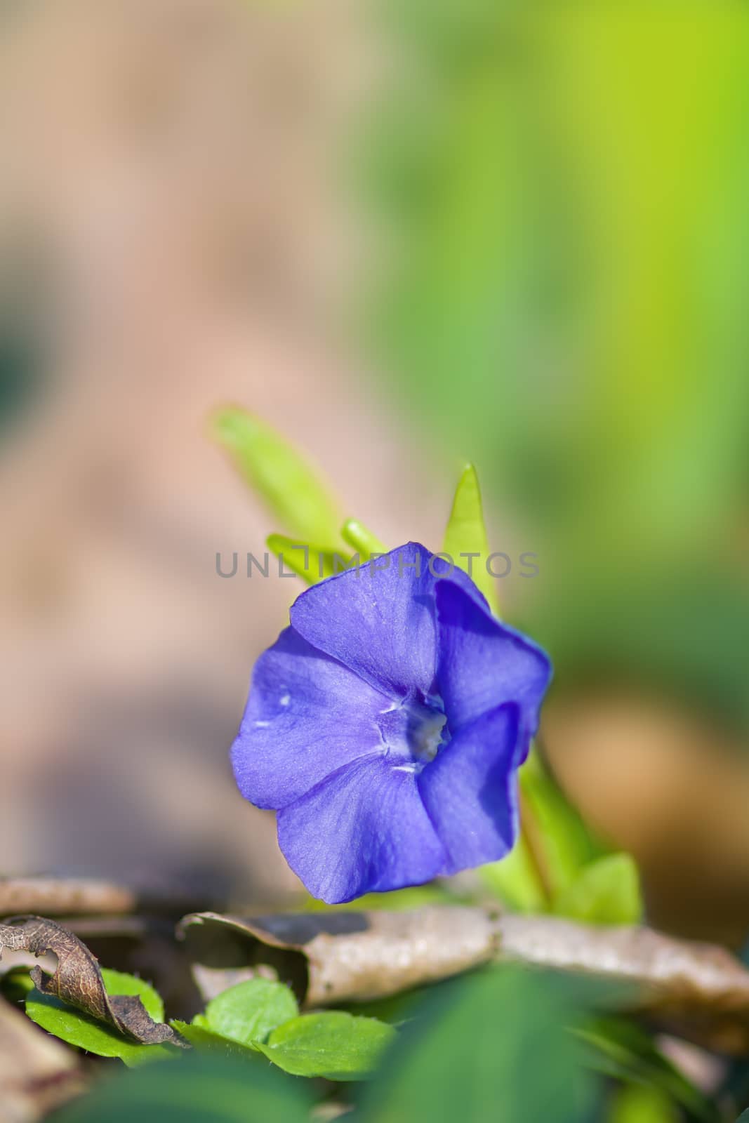 soft flower blossom in a nature garden