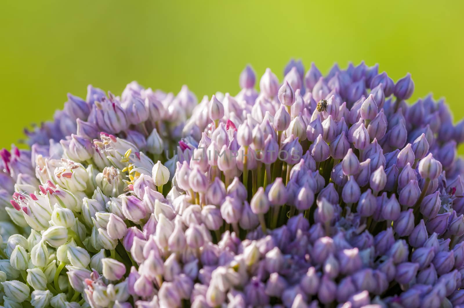soft flower blossom in a nature garden