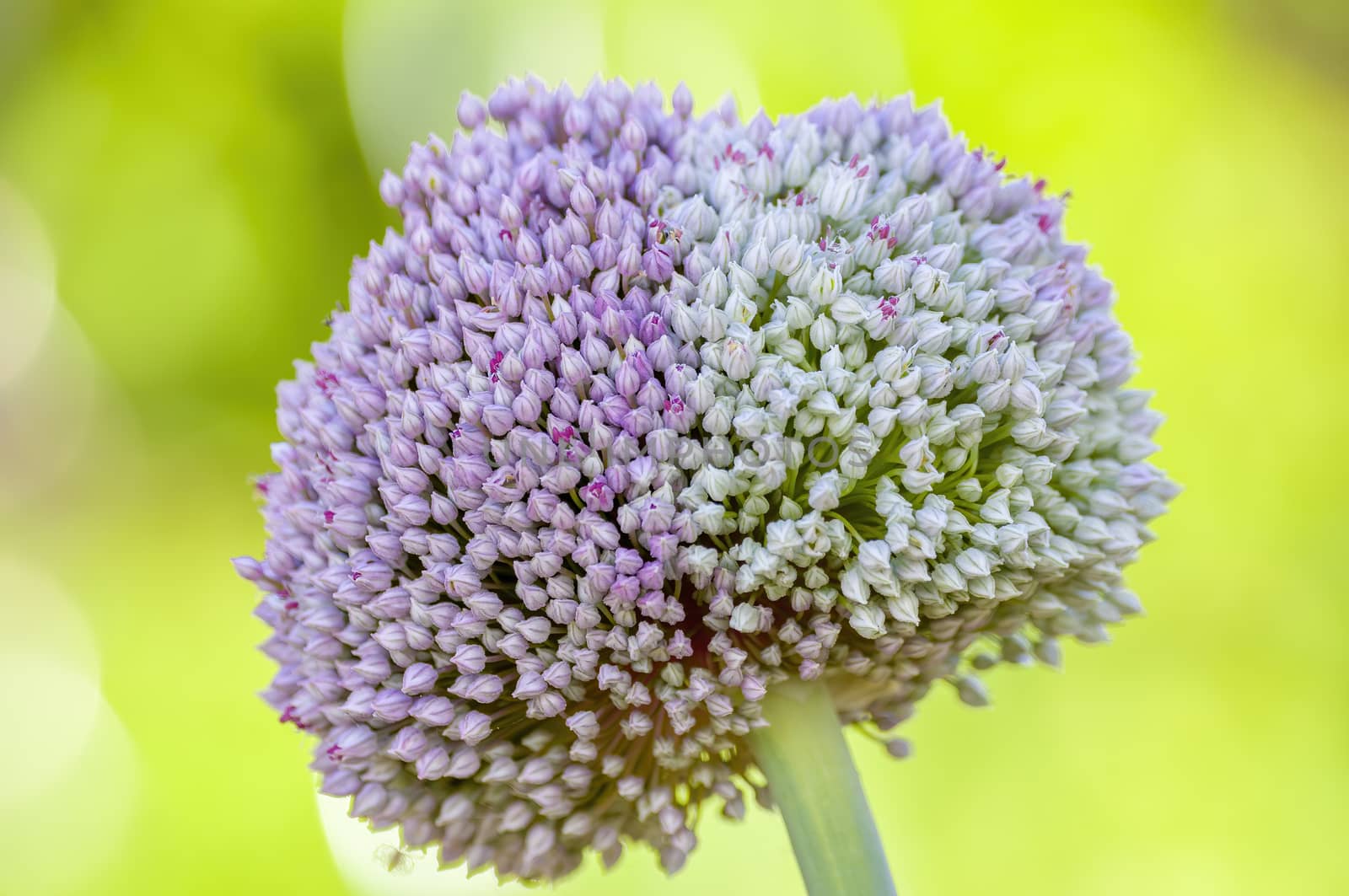 soft flower blossom in a nature garden