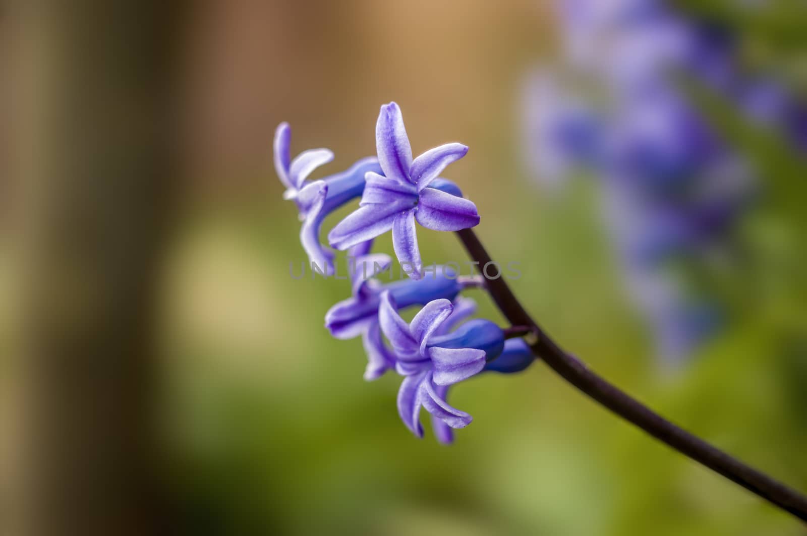 soft flower blossom in a nature garden