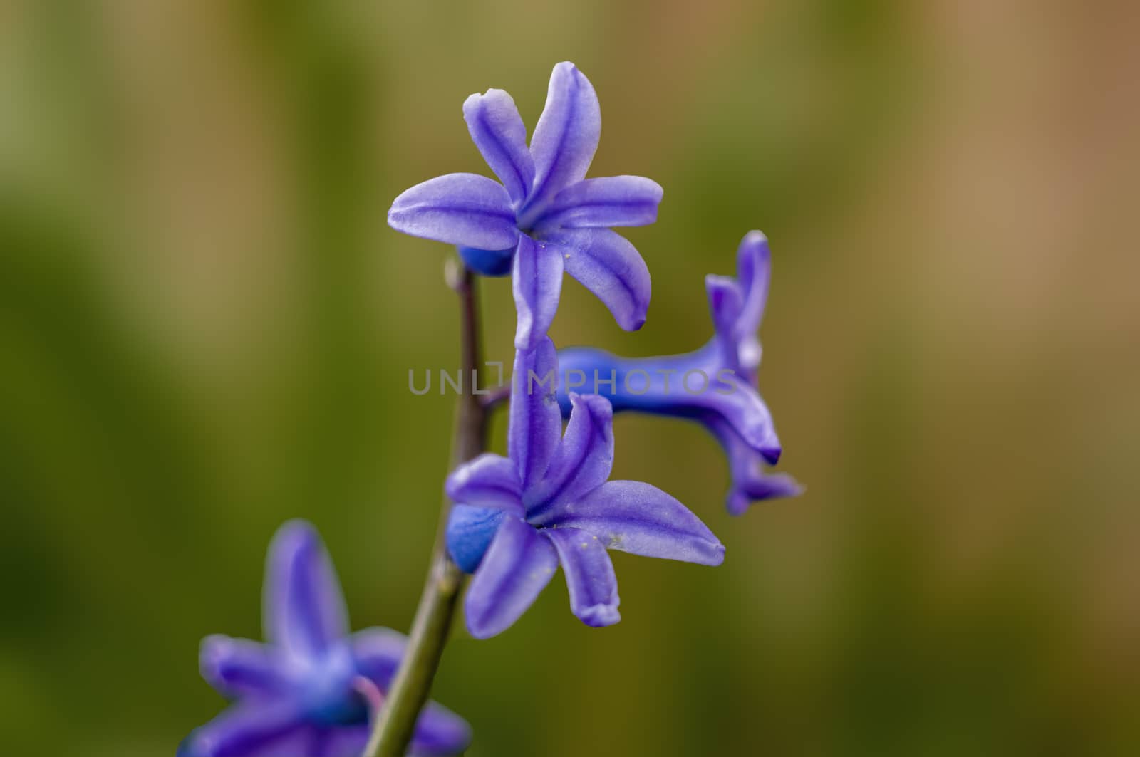 soft flower blossom in a nature garden