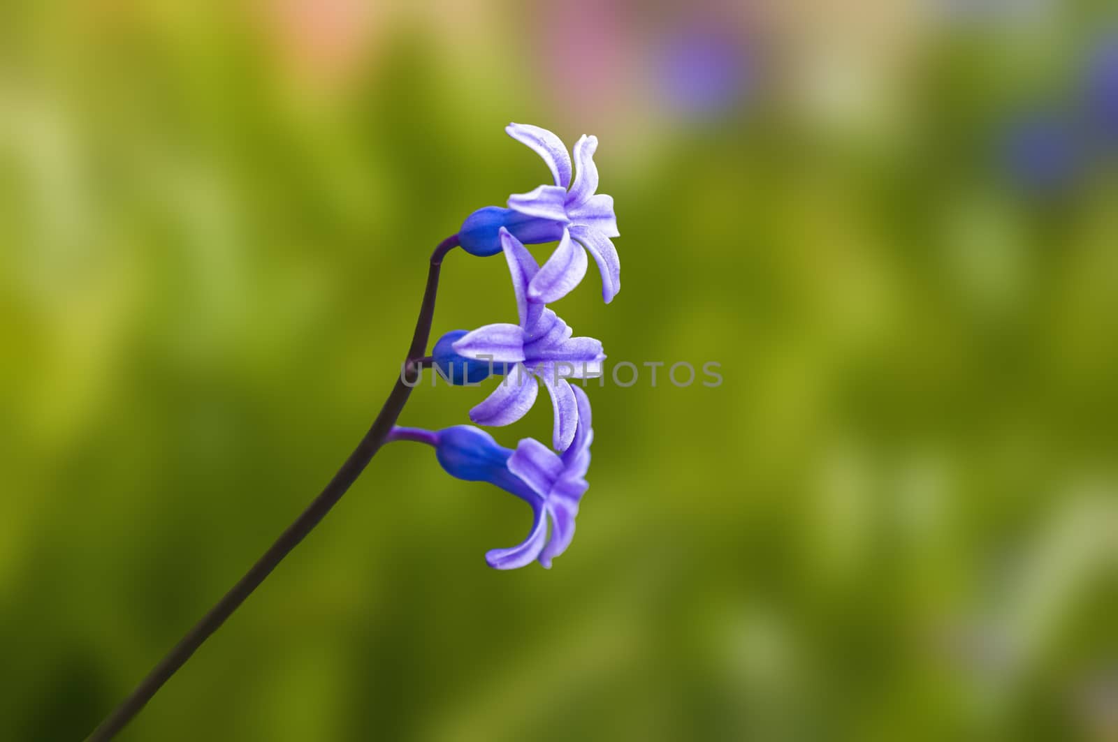 soft flower blossom in a nature garden