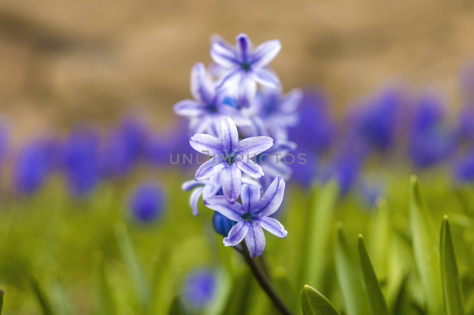 soft flower blossom in a nature garden