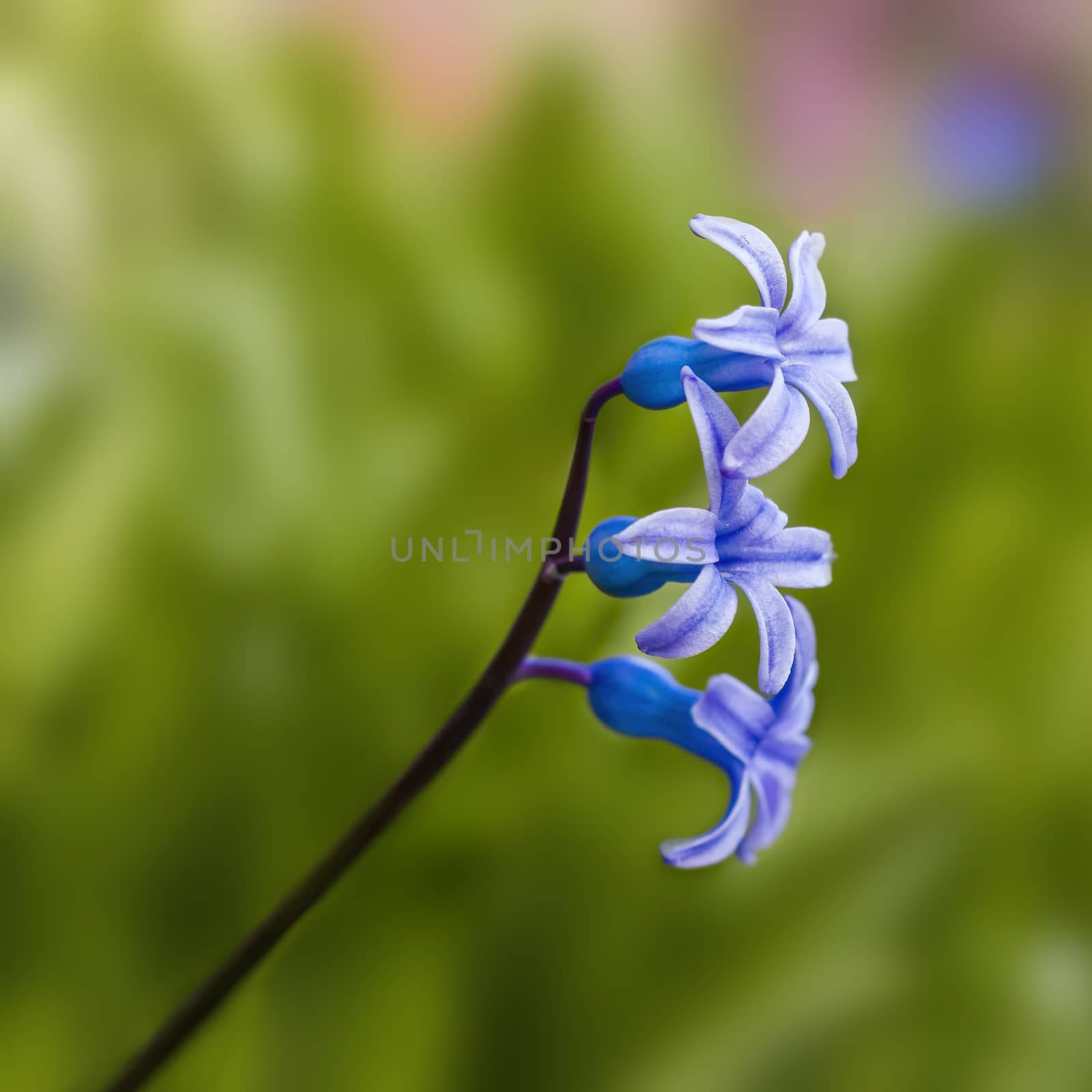 soft flower blossom in a nature garden