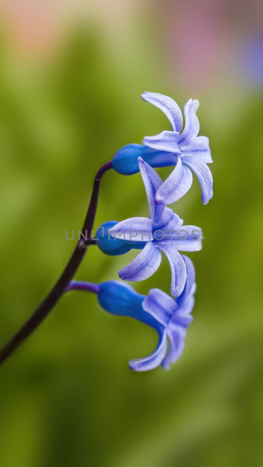 soft flower blossom in a nature garden