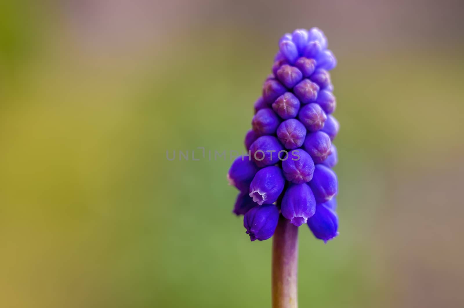 soft flower blossom in a nature garden