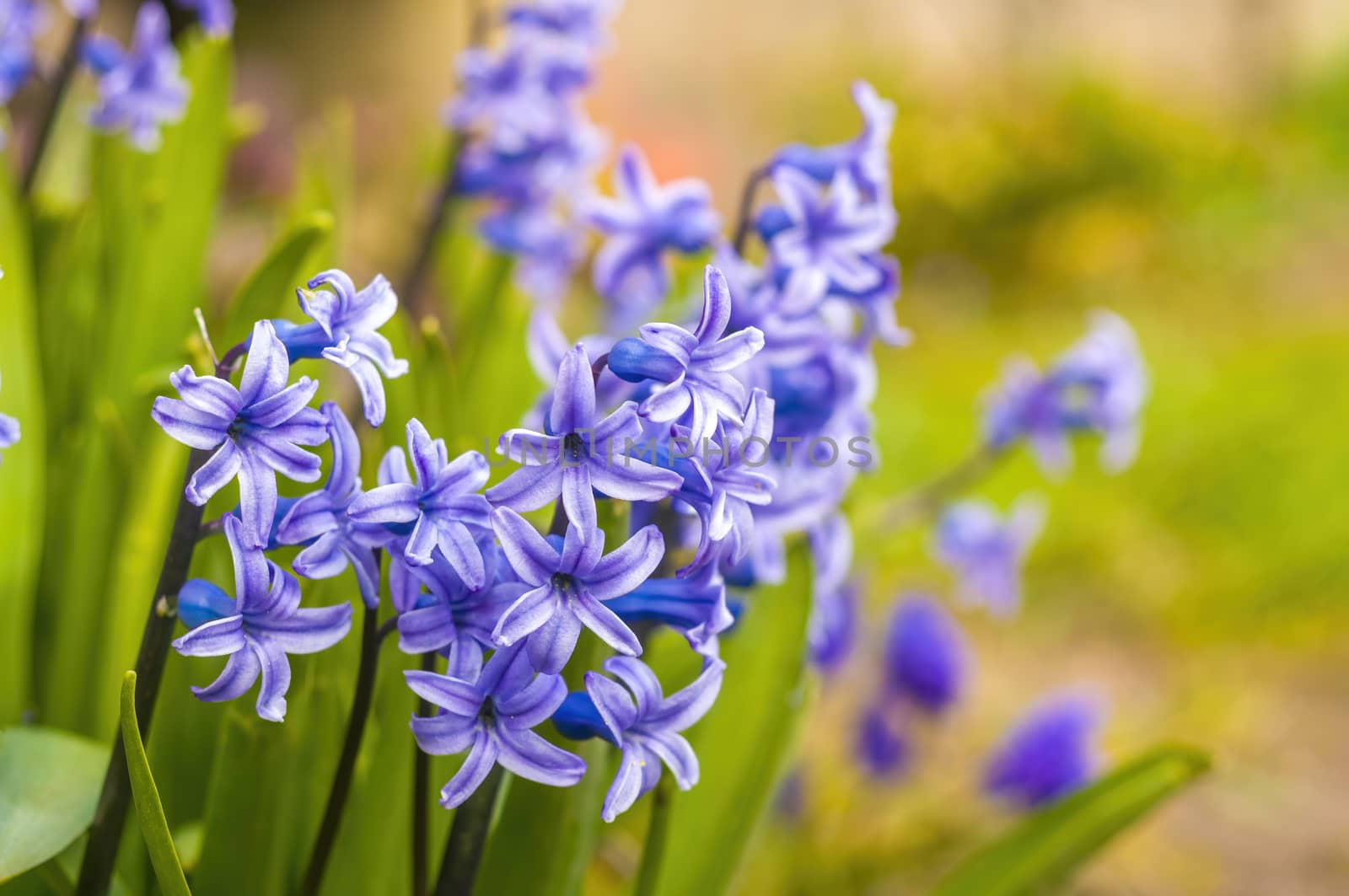 soft flower blossom in a nature garden